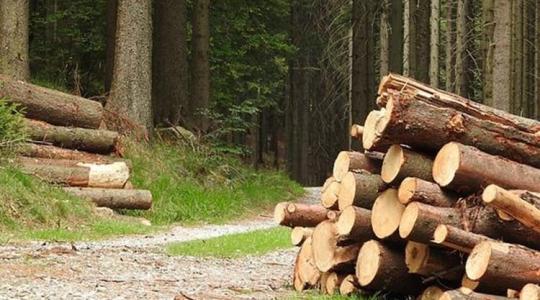A kormány megváltoztatta a fakitermelés szabályait – itt vannak a részletek!