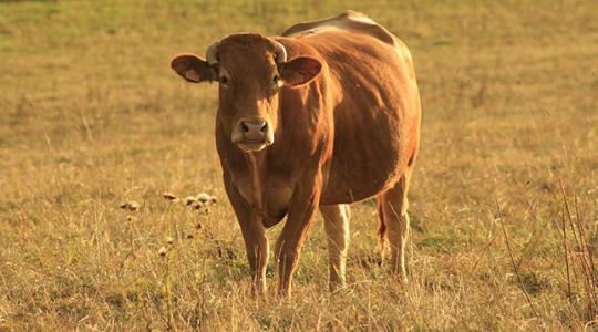 Állattenyésztők, állatorvosok figyelem: változik az antibiotikumok használata!