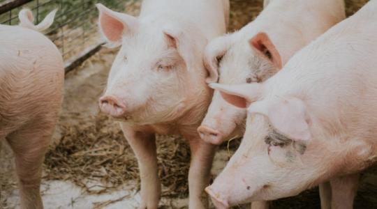 Ebből az agrártermékből rengeteget vesz Ukrajna