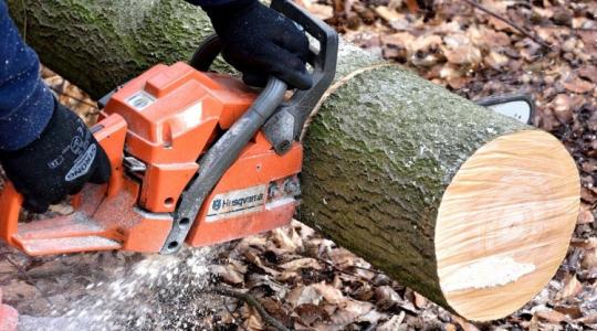 Energiaválság kontra erdeink védelme: a rendelet sokakat felháborít