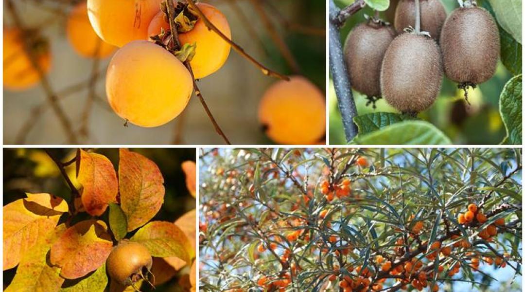 Könnyen termeszthető, egzotikus gyümölcsök a kertben – ezeket alig kell gondozni!