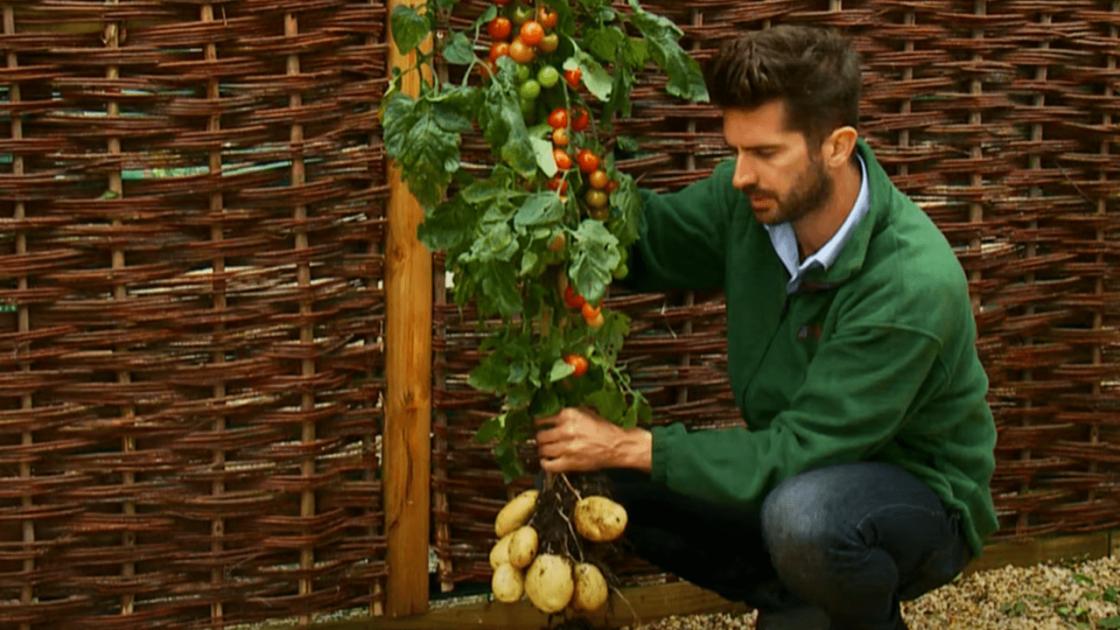 Az idei év slágernövénye: a krumplicsom Az idei év slágernövénye: a krumplicsom