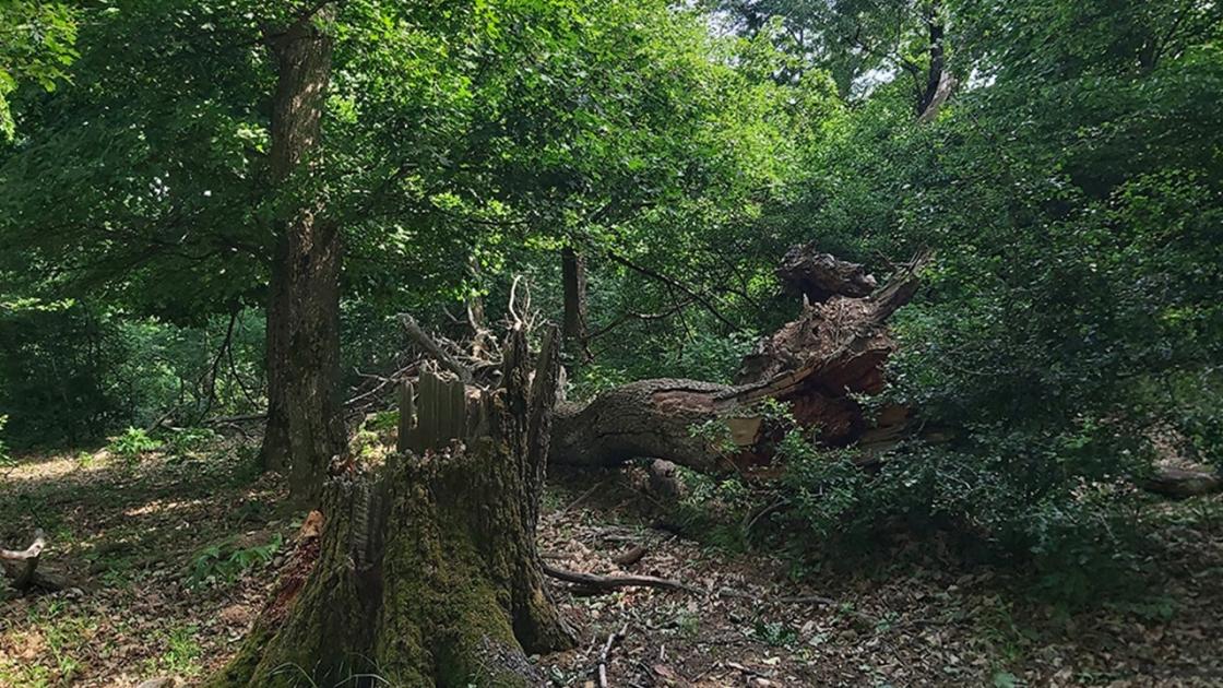 Hogyan védhetjük meg az erdeinket? A kutatók megmondják