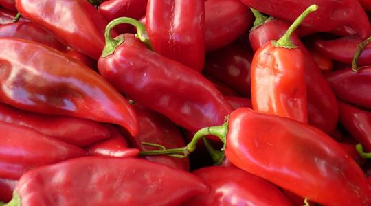 Hatalmas üzlet lenne a kápia paprika, ha lenne elég munkás