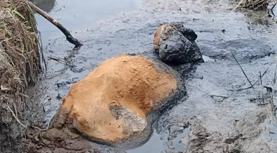 Nyakig a bajban: így mentették meg a sárba süllyedt tehenet Salgótarjánban