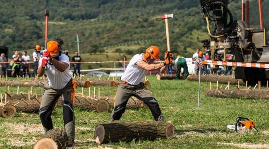 Hullik a forgács: favágók csapnak össze Bábolnán