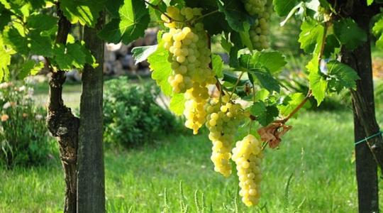 Indul a nagy NAV-razzia! 