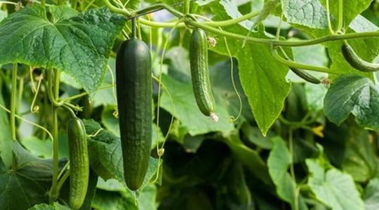 Mi lesz ebből? Bajban a kertészetek – durva árakkal robbanhat be az őszi-téli szezon