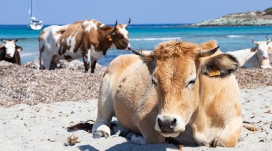 Hatalomátvétel: nyaralók helyett a tehenek strandolnak