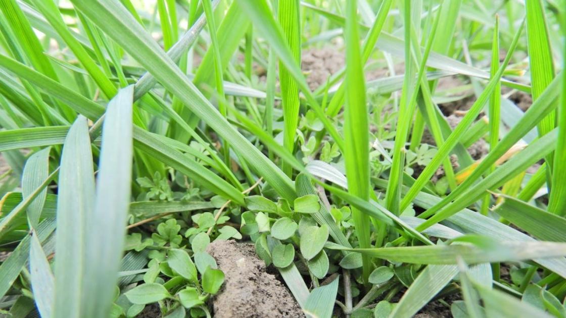 Kell-e gyomirtani ősszel a kalászosokat? Kell-e gyomirtani ősszel a kalászosokat?