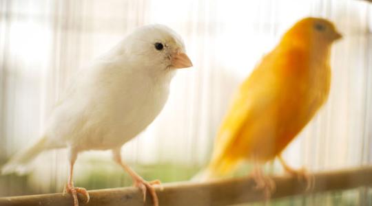 40 elő kanárit találtak a postai küldemények között