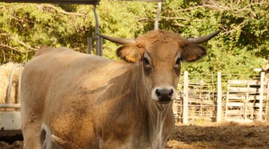 Világszinten nő a marhahús-termelés, de Európában csökken az állomány
