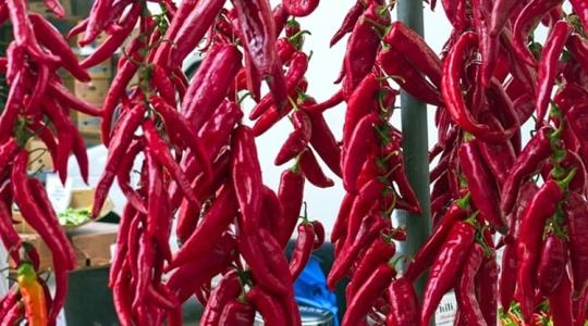 Kalocsán elárulták, miként tehető a fűszerpaprika-termesztés versenyképessé