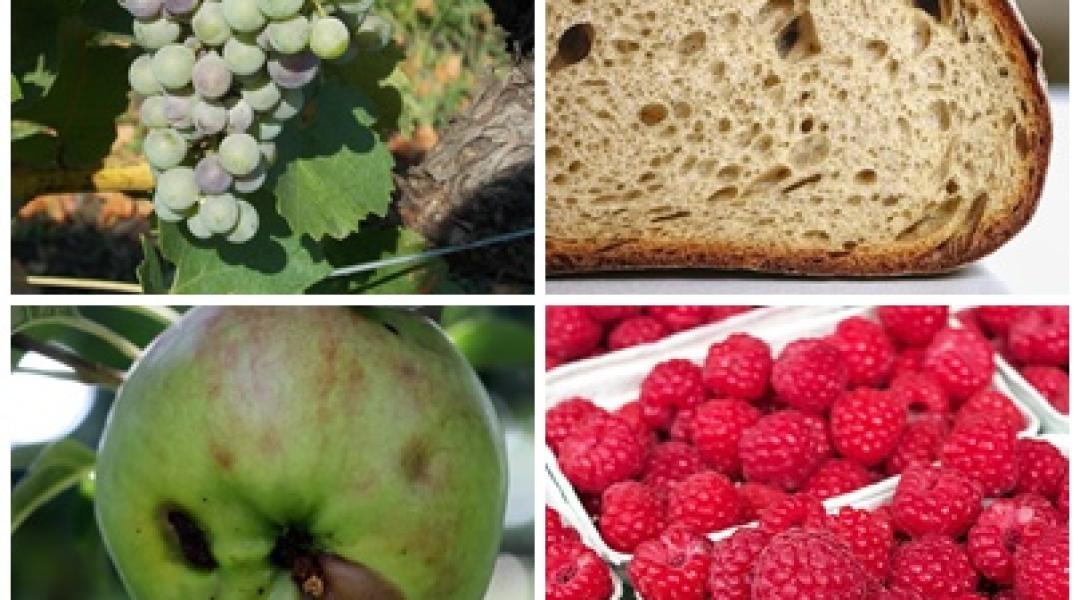 Kenyérár-emelkedés, vegyszermentes növényvédelem, kártevő-invázió
