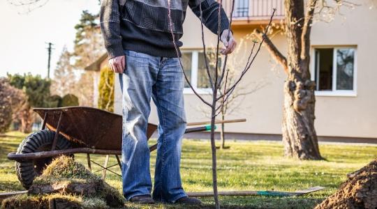 Ismerd meg az őszi faültetés 11 apró, de annál lényegesebb kis titkát!