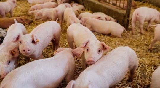 Itt a bejelentés! Őszre várható két fontos pályázat