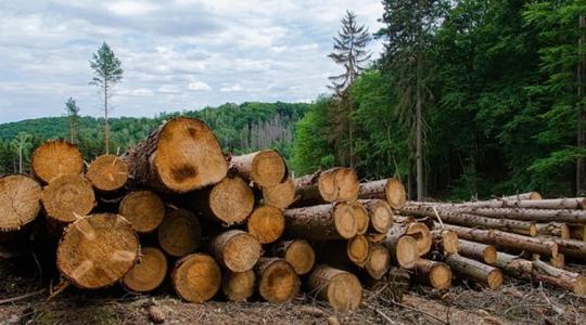 Figyelem! Elindul a hatósági áras tűzifa program