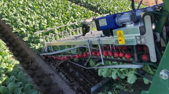 Hihetetlen retekszedő robot: felszedi a retket a földből, megszámolja és fürtözi is!