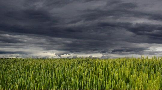 Nagyon úgy tűnik, kevesebb búza lesz Ukrajnában jövőre