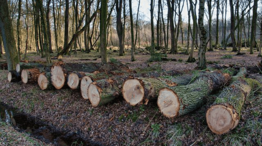 Tűzifaprogram van, de tűzifa annál kevésbé?
