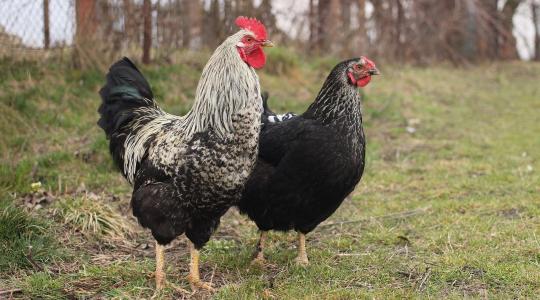 Betiltaná a háztájit a legnagyobb orosz baromfiszövetség