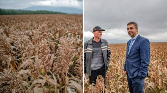 3 ütős érv a ciroktermesztés mellett, amiket jobb, ha minden növénytermesztő ismer