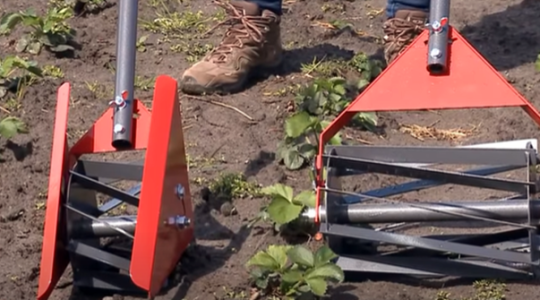 Egyszerű, gyors és olcsó a mechanikus gyomirtás régi-új módszere 