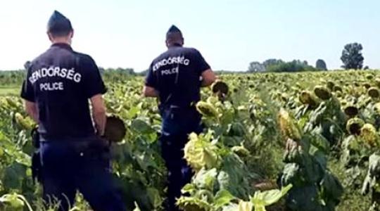 Nyomoz a rendőrség: emberre is veszélyes idegméregtől pusztultak el a madarak!