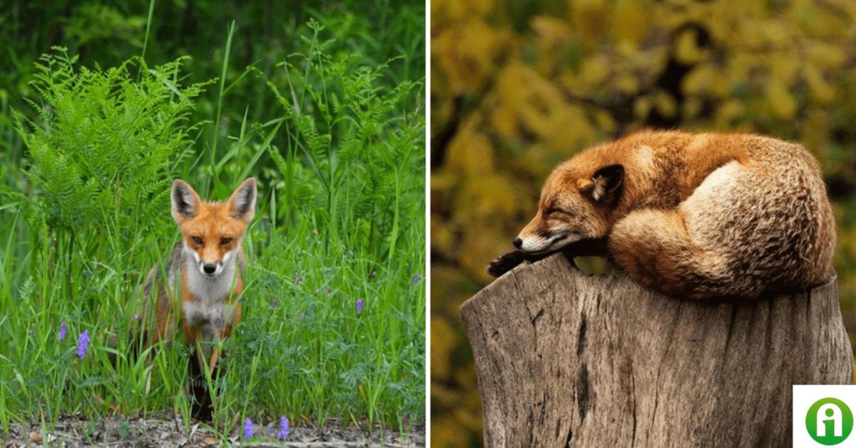 Veszett róka jött át Magyarországra Ukrajnából