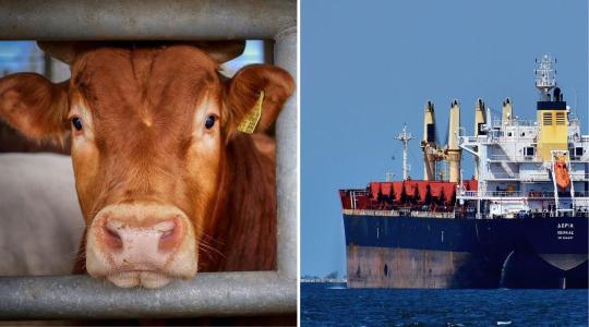 Betiltják az élőállat-exportot, túl nagyok a veszteségek