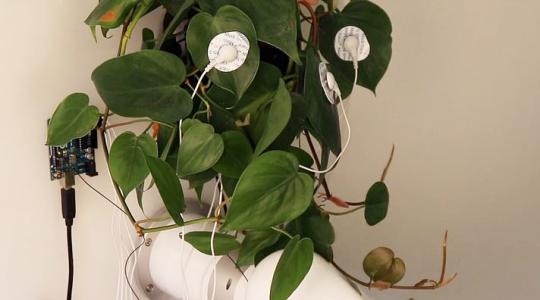 Maradj távol ettől a növénytől, ha kedves az életed!