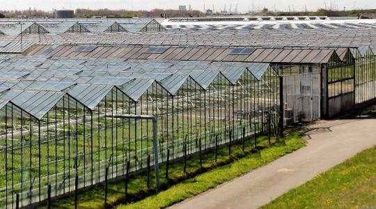 Zöldség- és áramtermelés egyszerre? Lehetséges ezzel az új fejlesztéssel