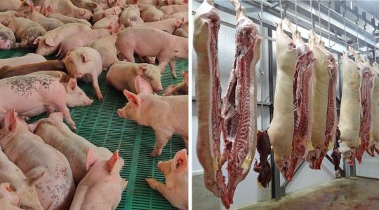 Lesújtó hírek Dániából – milyen jövő vár a sertéstartókra?