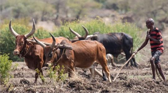 Súlyos éhínség fenyegeti a kelet-afrikai térséget