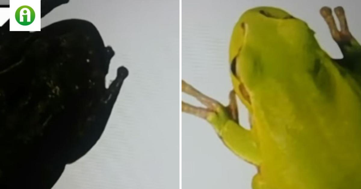 Rémisztően feketék a békák Csernobil környékén