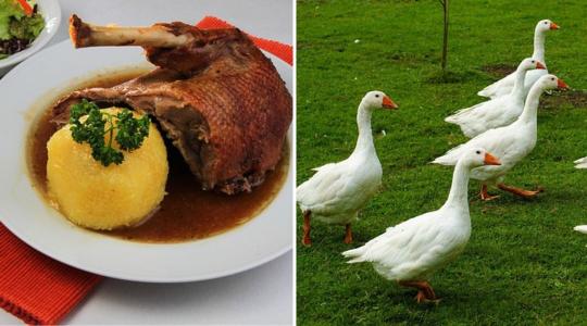 Elképesztő mértékben drágul a libahús – mi lesz így a Márton-napi lakomával?