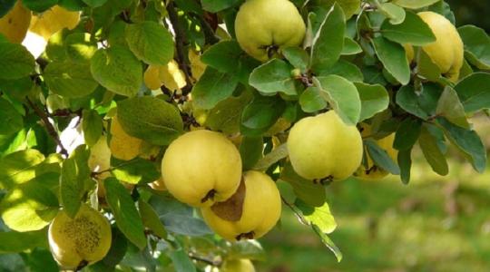 Birs? Én bírlak! Nem véletlenül! Már egy gyümölcs fedezi a napi C-vitamin szükségletünket!