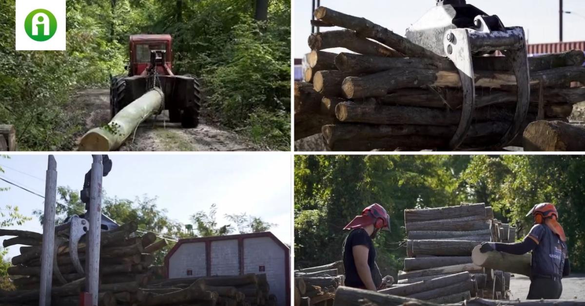 Tűzifaprogram: ennyivel növelték a termelési kapacitásaikat az állami erdőgazdaságok – VIDEÓ