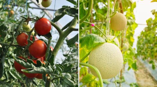 Gyümölcs- és zöldségágazat: valóban csődhullám közeleg?