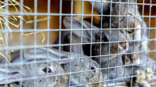Egy intézet, amely a digitális fejlesztéseket támogatja az agráriumban