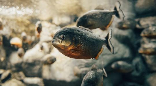 Piranhák élhetnek egy Közép-európai folyóban. Mutatjuk, hol
