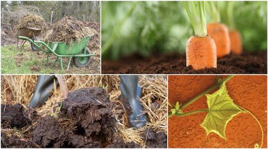 10 ok, amiért megéri szerves trágyával táplálni a zöldségeket