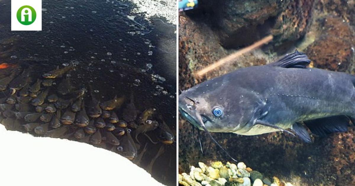Tonnaszám kell kiszedni a törpeharcsát a tavainkból