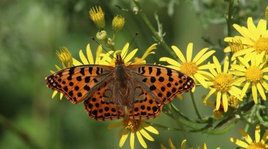 Megszületett a megállapodás az ENSZ biodiverzitás csúcstalálkozón