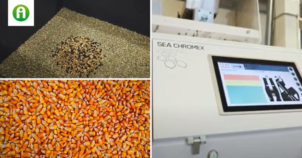 Aflatoxinveszély a kukoricában! – a Cimbria technológiája segít