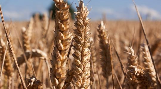 Az áremelkedések miatt nőtt az agrár-külkereskedelem egyenlege