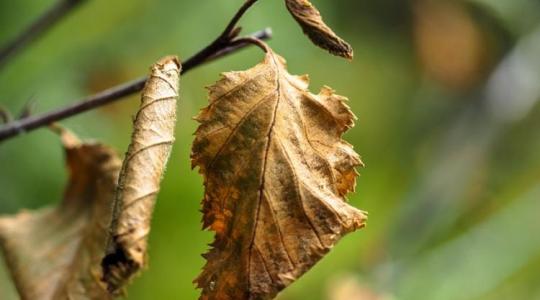 Új eszköz a baktériumos hervadás (Ralstonia) elleni védekezésben