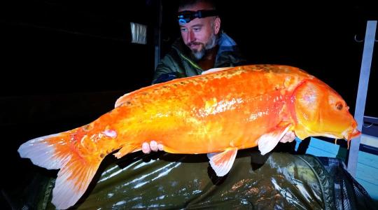 Az egzotikus hal mindig nagy öröm, ha a gigantikus is, az még nagyobb