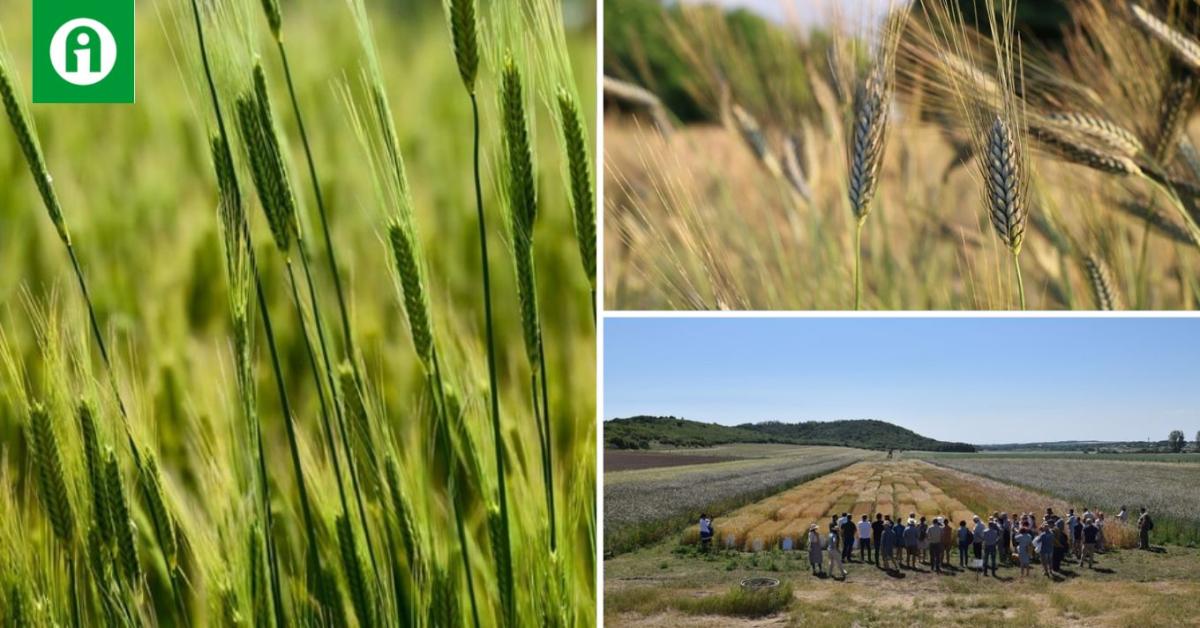 Kiderült, hogyan szerepeltek a teszteken az öko búzák