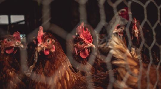 Magyarországhoz közelít az emberre is veszélyes madárinfluenza vírus 